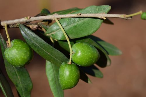 olive branch olives olive tree