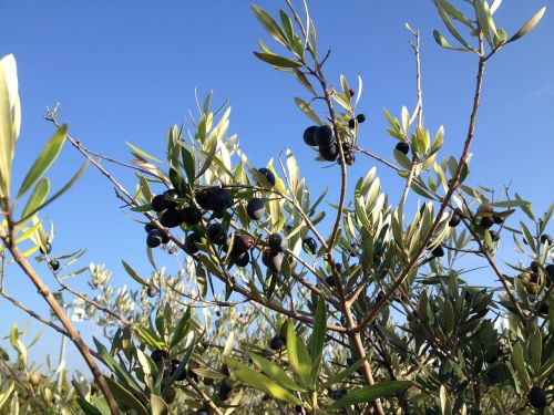 olive branch black provence