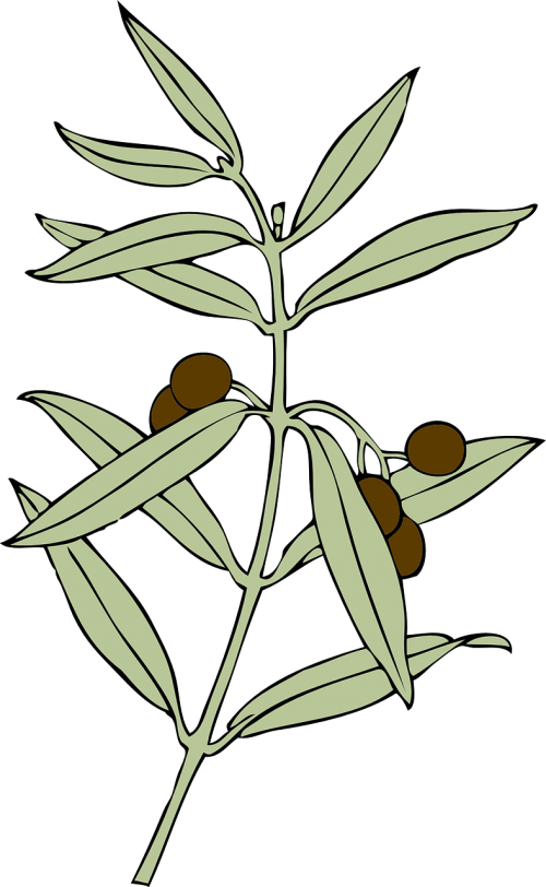 olive branch olives symbol