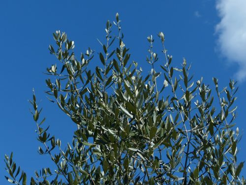 olive branch branch olive tree