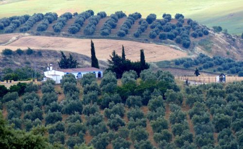 olive cultivation property agriculture