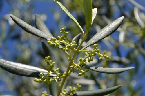 olive flowers olivo olive branches