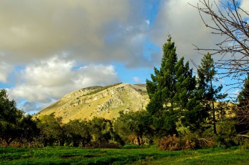 olive grove trees agriculture