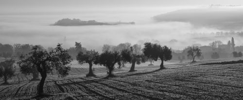 olive harvest fog olive trees