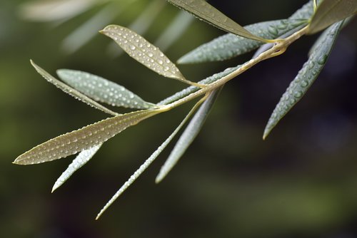olive leaf  leaf  mediterranean