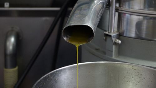 olive oil production manufacture