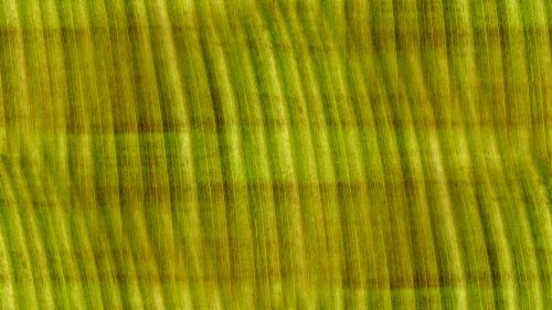 Olive Seamless Abstract Background