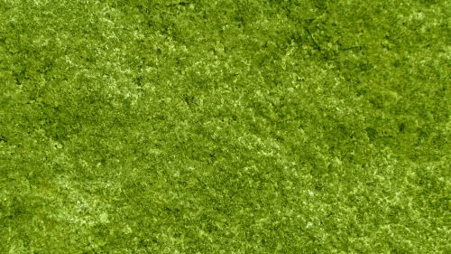 Olive Texture Background