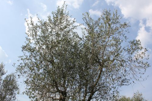 olive tree plant tuscany
