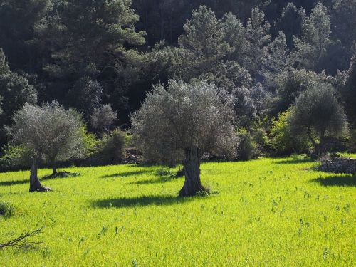 olive tree olive plantation plantation