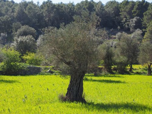 olive tree olive plantation plantation