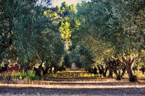 olive tree tree olives