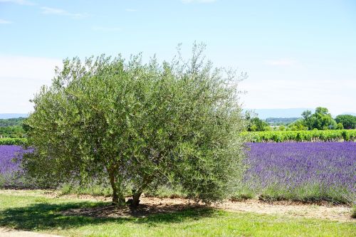 olive tree tree idyll