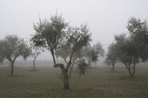 olive tree trees winter