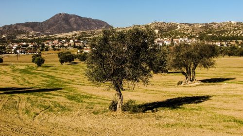 olive tree meadow landscape