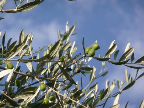 olive tree oil tuscany
