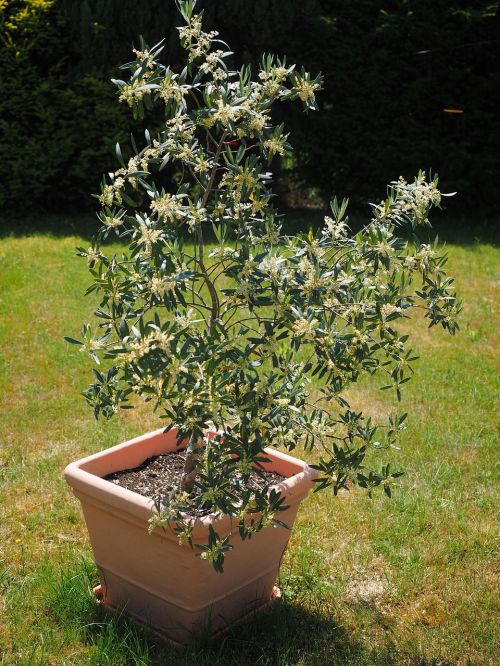 olive tree flowers white