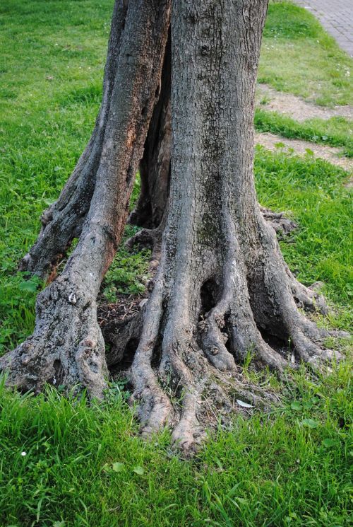 olive tree log olive root