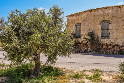 olive tree old house abandoned