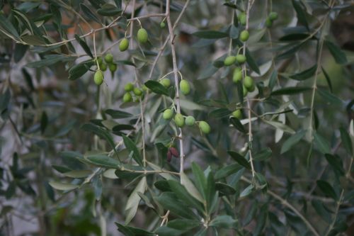 olive tree countryside growth
