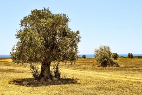 olive tree field agriculture