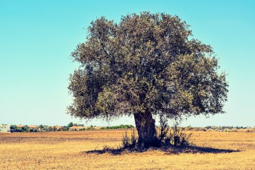 olive tree field agriculture