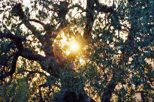 olive tree evening sun italy