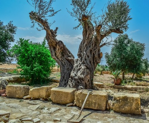 olive tree  nature  old