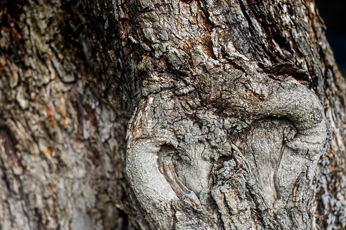 olive tree  wood  bark
