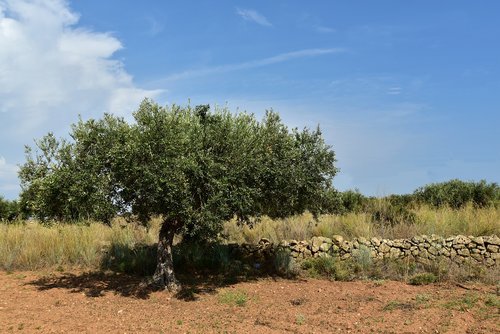 olive tree  olive field  mediterranean