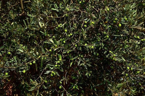 olive tree  crown  olives