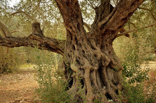 olive tree  tree  tribe