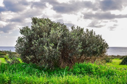 olive tree  meadow  landscape