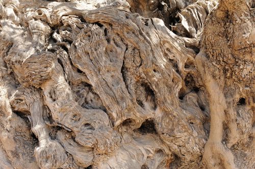 olive tree wood bark