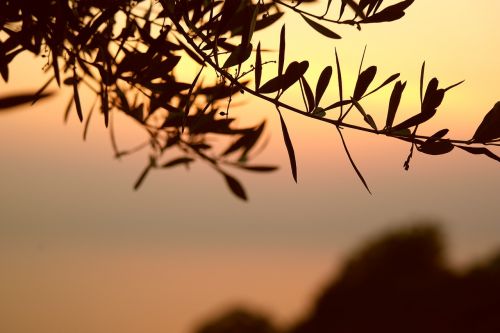 olive tree branch sunset