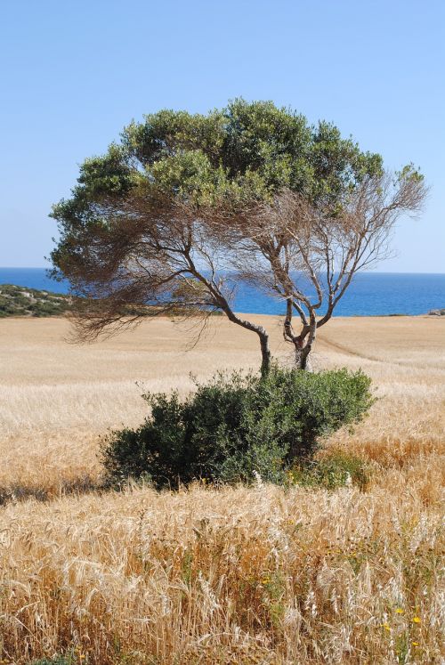olive tree mediterranean cyprus