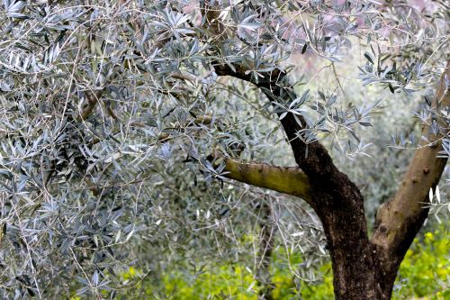 olive tree blossom nature