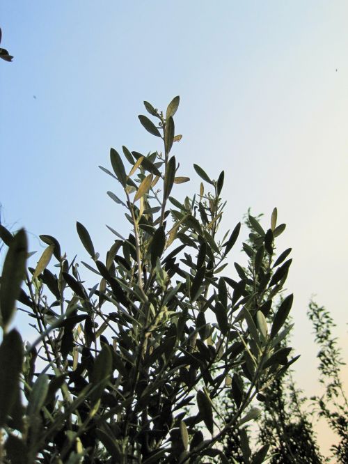 Olive Tree In Sunlight
