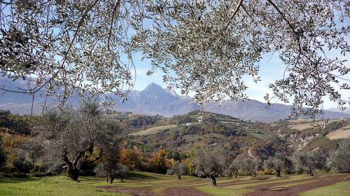 olive trees mountains italy