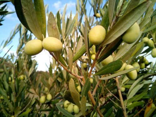 olive trees olives olivas