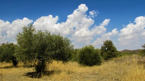 olive trees landscape countryside