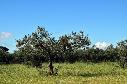 olive trees tree nature