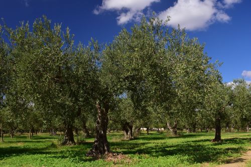 olive trees olive field mediterranean
