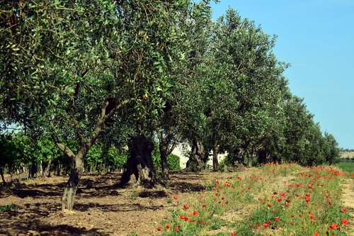 olive trees  plantation  tree