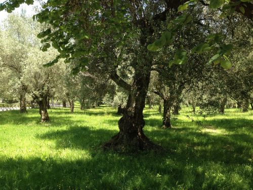 olive trees trees summer