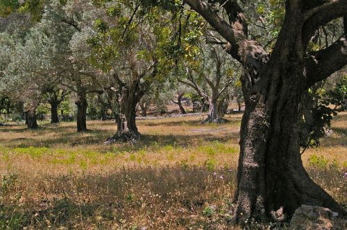 olive trees old olive tree