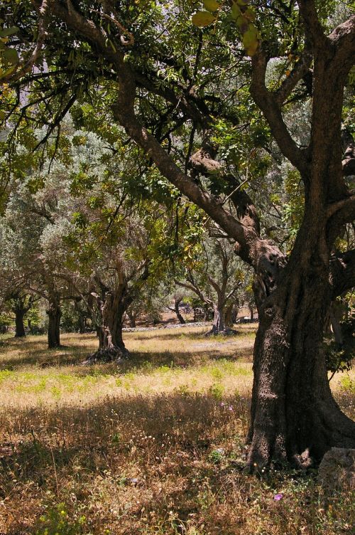 olive trees old olive tree