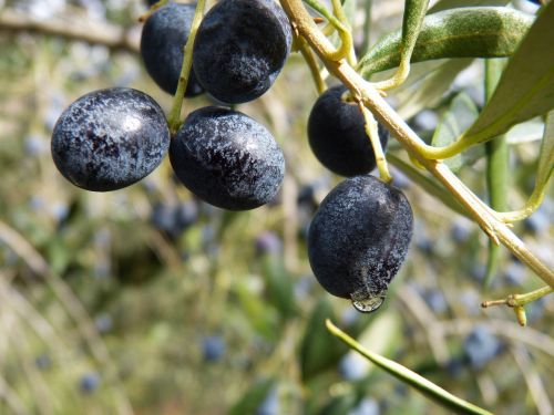 olives mature olive