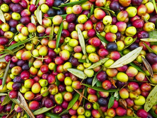 olives olivas arbequina