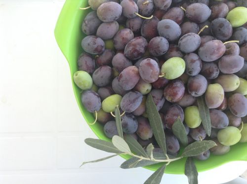 olive branch olives fresh